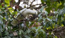 yellow-crested cockatoo.jpg