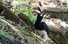 oriental pied hornbill.jpg