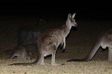 Eastern Grey Kangaroo au 1.jpg