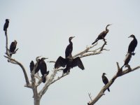 cormorants.jpg