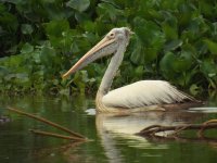 023B - Spot-billed Pelican.JPG