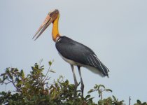 024C - Lesser Adjutant.JPG