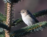 Siberian Chiffchaff_Girdle Ness_100219a.jpg