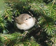 Siberian Chiffchaff_Girdle Ness_100219d.jpg