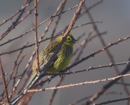 Yellowhammer_Girdle Ness_100219b.jpg