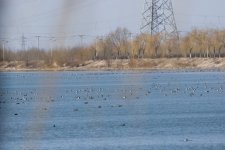 Mixed flocks on RongXing Reservoir.jpg