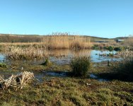 Nigg Bay Marsh_310319a.jpg