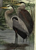 great blue heron.jpg