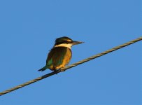 nz kingfisher.jpg