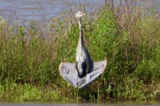 Great Blue Heron posing.jpg