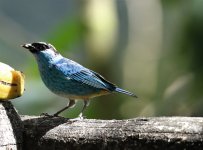 gold naped tanager.JPG