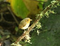 ochre b antpitta.JPG