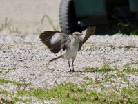 Northern Mockingbird.jpg