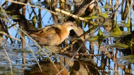 2019.03.11 Little Crake 1.JPG