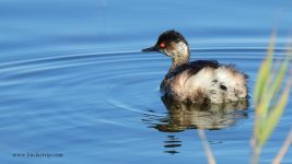 2019.03.11 Black-necked Grebe.JPG