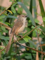 Prinia IND 0285.JPG