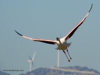 2019.03.11 Greater Flamingo.JPG