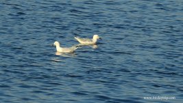 2019.03.11 Slender-billed Gulls.JPG