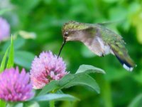 Ruby-Throated Hummingbird (1).jpg
