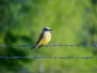 Western Kingbird.jpg