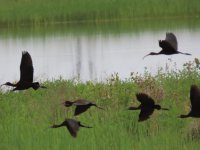 White-Faced Ibis.jpg