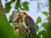 Red-Bellied Woodpecker.jpg