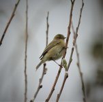 DSC01311 ed40 Chiffchaff.jpg