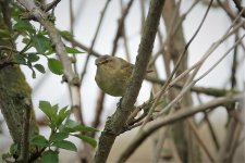 DSC01341 ed40 Chiffchaff.jpg