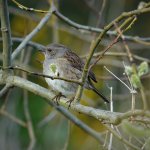 DSC01529ed40 Dunnock.jpg