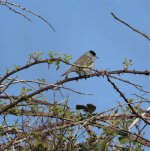 DSC02022ed40 Blackcap male.jpg