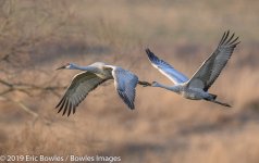 Hiwassee Wildlife Refuge_1-8-2019_293186.jpg