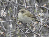 Chiffchaff.jpg