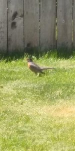 American Robin.jpg