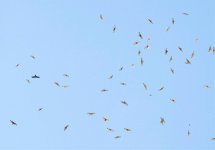 Buzzard flock April 2019.jpg