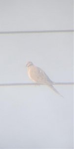 Mourning Dove.jpg