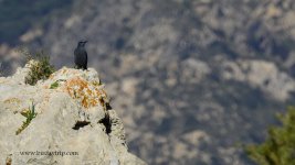 2019.02.11 Blue Rock Thrush.JPG