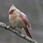 Cardinal....fully  leucistic - - Copy.jpg