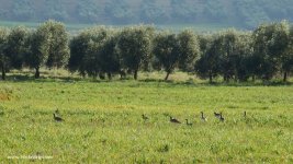 2019.02.11 Little Bustards.JPG