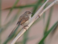 Jungle Prinia IND 0314.jpg