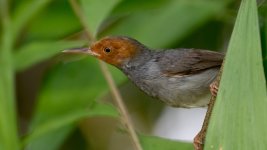 ashy tailorbird.jpg