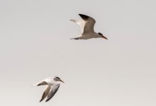 Two Terns 19 feb 2 (1 of 1).jpg
