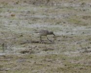 Algarve wader.JPG