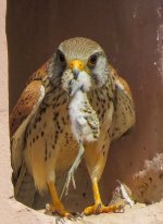 Kestrel and small bird 2 may 2016.jpg