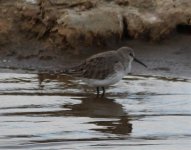 Algarve wader.jpg