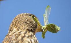 Kestrel with green insect 21 april 2016.jpg
