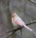 Fully leucistic Cardinal.jpg