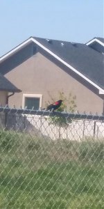 Red Winged Blackbird Male.jpg