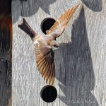 Tree Swallow Taking Flight_P1120506-02.jpg