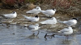 2019.04.02 Bonaparte's Gull 2.JPG