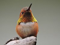 Rufous hummingbird male.jpg